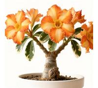 Rizoma di rosa del deserto/rosa del deserto mista, bulbi selezionati, colori rari, facili da coltivare, bassa manutenzione-3Bulbi-G