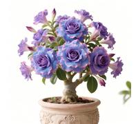 Rizoma di rosa del deserto,rosa del deserto mista, bulbi selezionati, colori rari, facili da coltivare, bassa manutenzione-1Bulbi-F