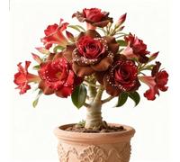 Rizoma di rosa del deserto,rosa del deserto mista, bulbi selezionati, colori rari, facili da coltivare, bassa manutenzione-2Bulbi-B