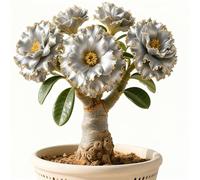 Rizoma di rosa del deserto-rosa del deserto mista, bulbi selezionati, colori rari, facili da coltivare, bassa manutenzione-5Bulbi-C