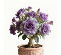 Rizoma di rosa del deserto,rosa del deserto mista, bulbi selezionati, colori rari, facili da coltivare, bassa manutenzione-2Bulbi-J