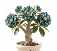 Rizoma di rosa del deserto-rosa del deserto mista, bulbi selezionati, colori rari, facili da coltivare, bassa manutenzione-5Bulbi-A