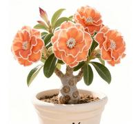 Rizoma di rosa del deserto-rosa del deserto mista, bulbi selezionati, colori rari, facili da coltivare, bassa manutenzione-4Bulbi-H