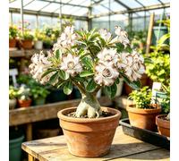 rizoma di rose del deserto, esotiche giardino decorazioni 1bulbi