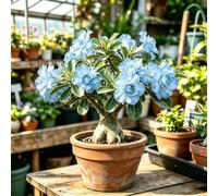 rizoma di rose del deserto, esotiche resistenti giardino 1bulbi
