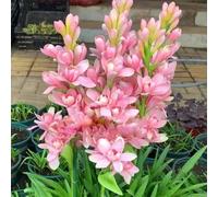Rizoma di tuberosa&perenne,resistenti,adatte per la decorazione di giardini e balconi/belle/adatte come regali per le feste-15Rizoma-H