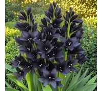 Rizoma di tuberosa&perenne,resistenti,adatte per la decorazione di giardini e balconi/belle/adatte come regali per le feste-6Rizoma-F
