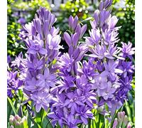 Rizoma di tuberosa&perenne,resistenti,adatte per la decorazione di giardini e balconi/belle/adatte come regali per le feste-8Rizoma-B