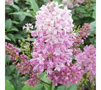 Rizoma di tuberosa&perenne,resistenti,adatte per la decorazione di giardini e balconi/belle/adatte come regali per le feste-10Rizoma-C