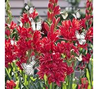 Rizoma di tuberosa&perenne,resistenti,adatte per la decorazione di giardini e balconi/belle/adatte come regali per le feste-4Rizoma-D
