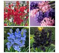 Rizoma di tuberosa&perenne,resistenti,adatte per la decorazione di giardini e balconi/belle/adatte come regali per le feste-8Rizoma-A