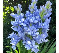 Rizoma di tuberosa&perenne,resistenti,adatte per la decorazione di giardini e balconi/belle/adatte come regali per le feste-6Rizoma-E