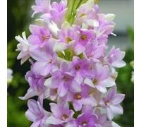 Rizoma di tuberosa&perenne,resistenti,adatte per la decorazione di giardini e balconi/belle/adatte come regali per le feste-10Rizoma-J