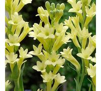 Rizoma di tuberosa&perenne,resistenti,adatte per la decorazione di giardini e balconi/belle/adatte come regali per le feste-15Rizoma-I