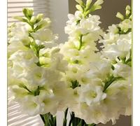 Rizoma di tuberosa&perenne,resistenti,adatte per la decorazione di giardini e balconi/belle/adatte come regali per le feste-10Rizoma-G