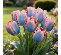 Rizoma di Tulipan,perenne,resistenti,adatte per la decorazione di giardini e balconi/belle/adatte come regali per le feste-10bulbi -F