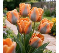 Rizoma di Tulipan,perenne,resistenti,adatte per la decorazione di giardini e balconi/belle/adatte come regali per le feste-8bulbi -J