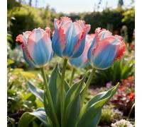 Rizoma di Tulipani，perenne,resistenti,adatte per la decorazione di giardini e balconi/belle/adatte come regali per le feste-15PCS-C