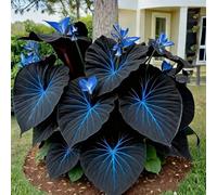 Rizoma hosta,Giardini e Balconi,Bulbi di hosta,Perenne, resistenti,Decorazione,giardini -2 Bulbi-E
