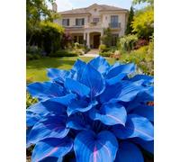 Rizoma hosta,Giardini e Balconi,Bulbi di hosta,Perenne, resistenti,Decorazione,giardini -2 Bulbi-G