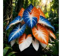 Rizoma hosta,Giardini e Balconi,Bulbi di hosta,Perenne, resistenti,Decorazione,giardini -2 Bulbi-H