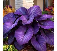 Rizoma hosta/hosta bonsai-Colore Vivido/Decorazione per Casa e Giardino/per Ogni Spazio/Resistente e Facile da Curare-6 Rhizome-H