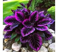 Rizoma hosta/hosta bonsai-Colore Vivido/Decorazione per Casa e Giardino/per Ogni Spazio/Resistente e Facile da Curare-4 Rhizome-C