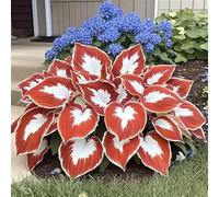 Rizoma hosta/hosta bonsai-Colore Vivido/Decorazione per Casa e Giardino/per Ogni Spazio/Resistente e Facile da Curare-6 Rhizome-F