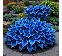 Rizoma hosta/hosta bonsai-Decorazione per Casa e Giardino/per Ogni Spazio/Resistente e Facile da Curare/Colore Vivido-8 Rhizome-H