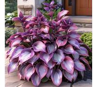 Rizoma hosta/hosta bonsai-Decorazione per Casa e Giardino/per Ogni Spazio/Resistente e Facile da Curare/Colore Vivido-15 Rhizome-G