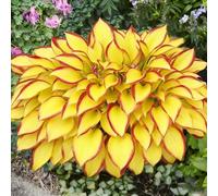 Rizoma hosta/hosta bonsai-Decorazione per Casa e Giardino/per Ogni Spazio/Resistente e Facile da Curare/Colore Vivido-8 Rhizome-F