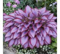 Rizoma hosta/hosta bonsai-Decorazione per Casa e Giardino/per Ogni Spazio/Resistente e Facile da Curare/Colore Vivido-8 Rhizome-A