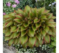 Rizoma hosta/hosta bonsai-Decorazione per Casa e Giardino/per Ogni Spazio/Resistente e Facile da Curare/Colore Vivido-15 Rhizome-D