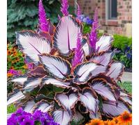 Rizoma hosta/hosta bonsai-Decorazione per Casa e Giardino/per Ogni Spazio/Resistente e Facile da Curare/Colore Vivido-4 Rhizome-E