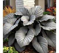 Rizoma hosta/hosta bonsai-Per Ogni Spazio/Resistente e Facile da Curare/Colore Vivido/Decorazione per Casa e Giardino-8 Rhizome-H