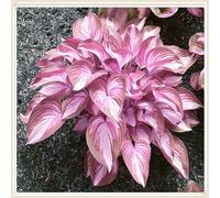 Rizoma hosta/hosta bonsai-Per Ogni Spazio/Resistente e Facile da Curare/Colore Vivido/Decorazione per Casa e Giardino-4 Rhizome-B