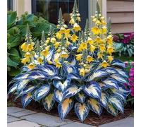 Rizoma hosta/hosta bonsai-Per Ogni Spazio/Resistente e Facile da Curare/Colore Vivido/Decorazione per Casa e Giardino-10 Rhizome-C