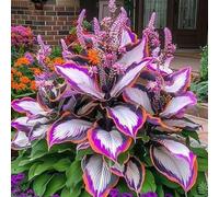 Rizoma hosta/hosta bonsai-Resistente e Facile da Curare/Colore Vivido/Decorazione per Casa e Giardino/Per Ogni Spazio-4 Rhizome-D