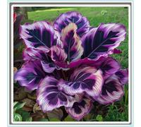 Rizoma Hosta/Hosta-Decorazione da giardino/Resistente all'inverno/Resistente e Facile da Curare/Tubero resistente-8 Rhizome-C