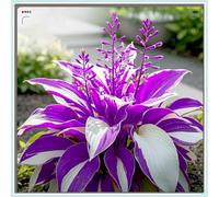 Rizoma Hosta/Hosta-Decorazione da giardino/Resistente all'inverno/Resistente e Facile da Curare/Tubero resistente-4 Rhizome-B