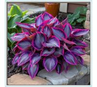 Rizoma Hosta/Hosta-Decorazione da giardino/Resistente all'inverno/Resistente e Facile da Curare/Tubero resistente-10 Rhizome-G