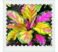 Rizoma Hosta/Hosta-Decorazione da giardino/Resistente all'inverno/Resistente e Facile da Curare/Tubero resistente-10 Rhizome-F