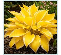 Rizoma Hosta/Hosta-Decorazione da giardino/Resistente all'inverno/Resistente e Facile da Curare/Tubero resistente-8 Rhizome-E