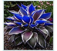 Rizoma Hosta/Hosta-Decorazione da giardino/Resistente all'inverno/Resistente e Facile da Curare/Tubero resistente-15 Rhizome-A