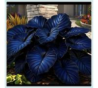 Rizoma Hosta/Hosta-Decorazione da giardino/Resistente all'inverno/Resistente e Facile da Curare/Tubero resistente-15 Rhizome-H