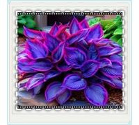 Rizoma Hosta/Hosta-Decorazione da giardino/Resistente all'inverno/Resistente e Facile da Curare/Tubero resistente-15 Rhizome-D