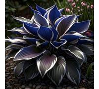 Rizoma Hosta/Hosta-Decorazione da giardino/Tubero resistente-10 Rhizome-H