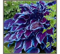 Rizoma Hosta/Hosta-Decorazione da giardino/Tubero resistente-15 Rhizome-E