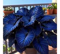 Rizoma Hosta/Hosta-Decorazione da giardino/Tubero resistente-15 Rhizome-G