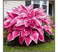 Rizoma Hosta/Hosta-Decorazione da giardino/Tubero resistente-4 Rhizome-D